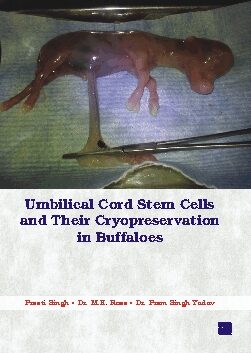 Umbilical Cord Stem Cells and Their Cryopreservation in Buffaloes